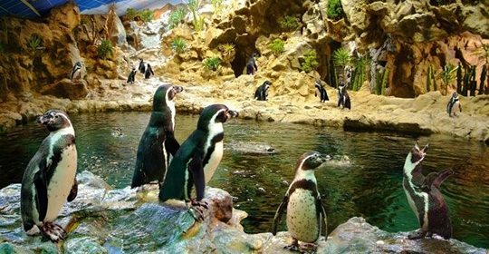 Pingüinos Loro Parque